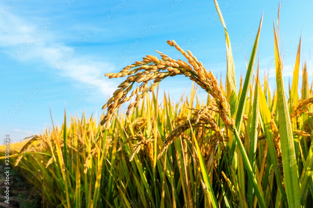 Rice field background